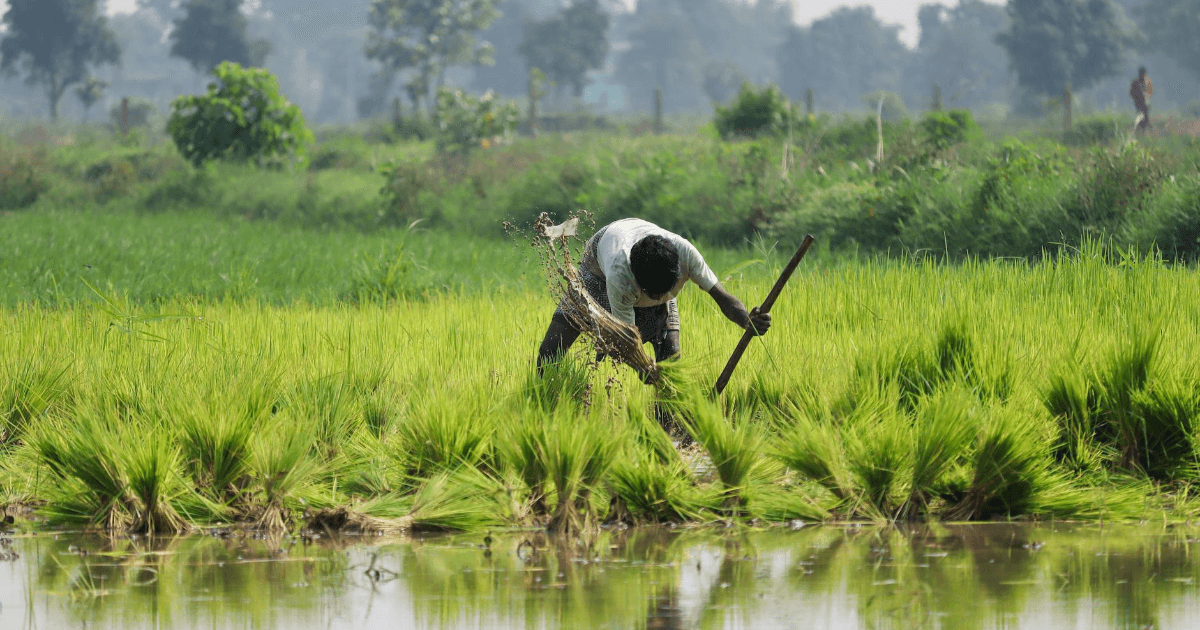 India's Farming Future at Risk as Floodwaters Close In
